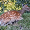 カムイワッカの滝（３）