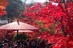 秋の京都（９）
