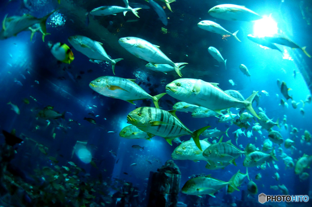 水族館を潜る７