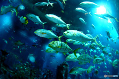 水族館を潜る７