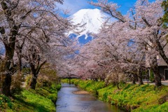 富士山と桜（３）