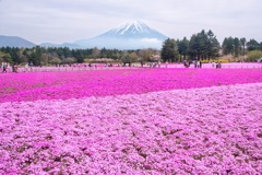 富士山芝桜（１）