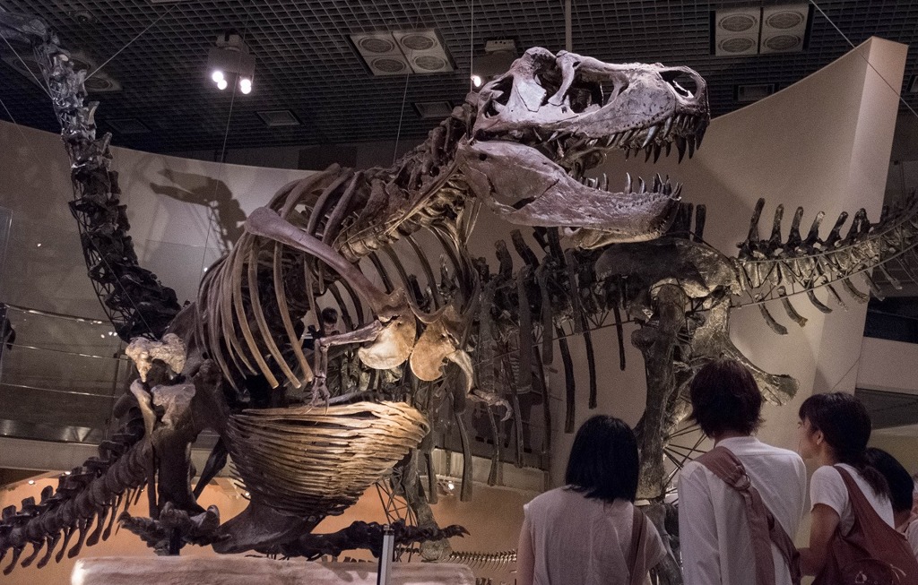 夏の国立科学博物館（９）