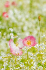 花の都公園（８）