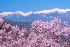 高遠の春（８）