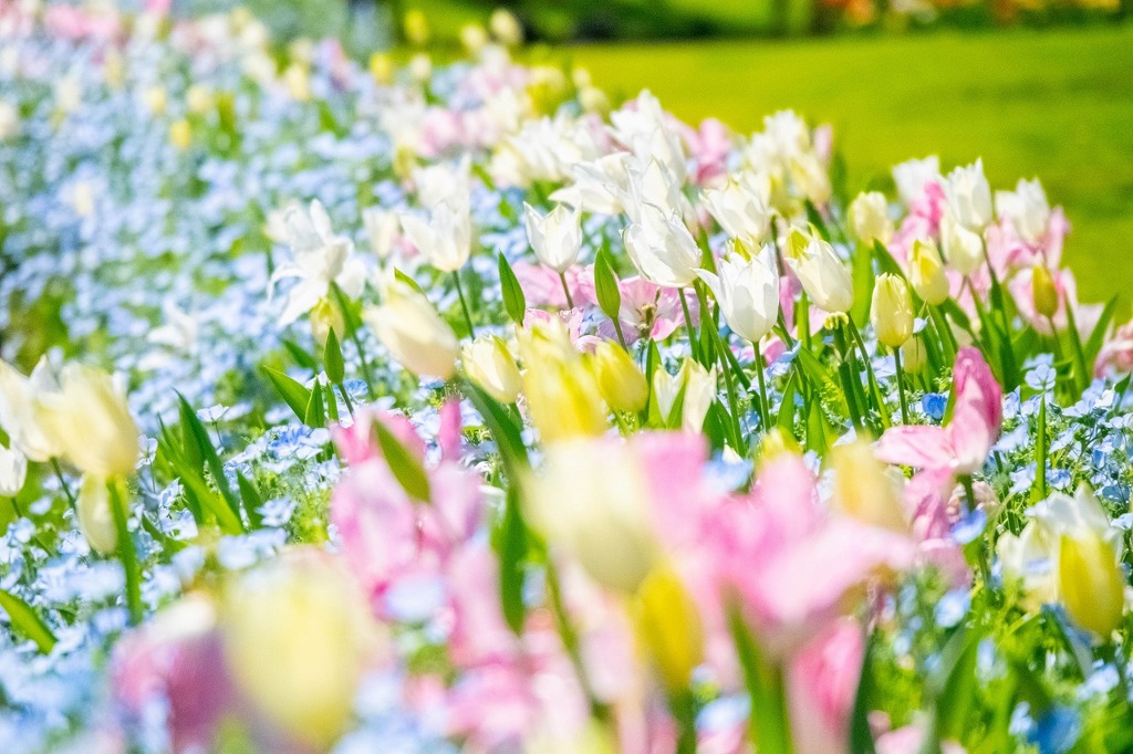 浜名湖花博2024（21）