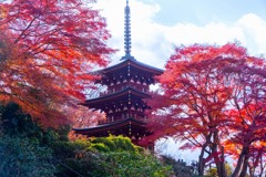 12月の奈良（72）