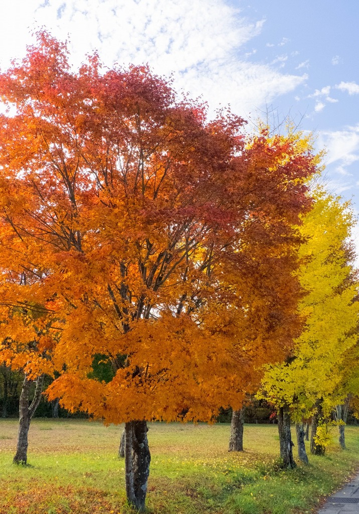 山中湖の紅葉（７）