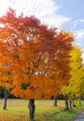 山中湖の紅葉（７）