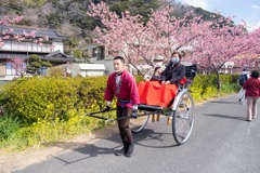 南伊豆桜まつり（７）