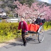 南伊豆桜まつり（７）