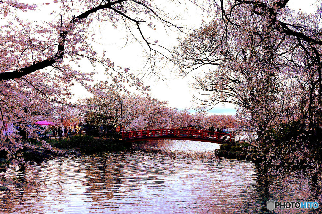 臥竜公園の桜３