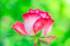 島田ばらの丘公園（５）