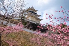 掛川城の春（10）