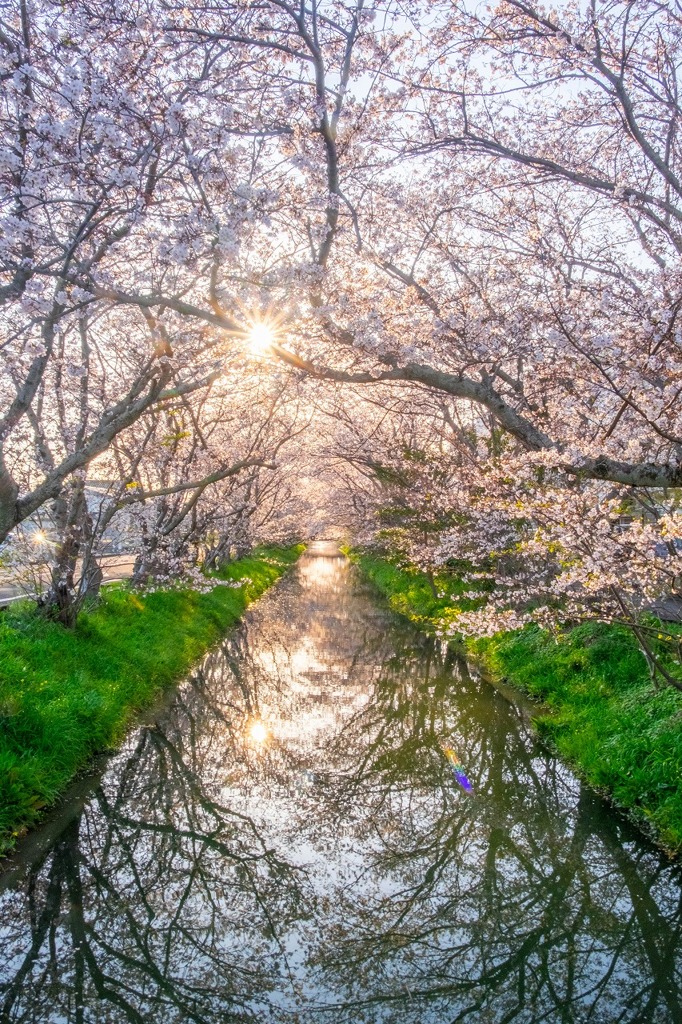 桜のトンネル（３）