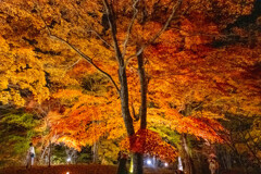 山中湖紅葉まつり（８）