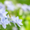 紫陽花の下田公園（９）