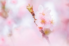 2021年春の訪れ（４）