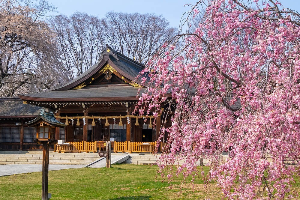 松本護国神社の桜（１）