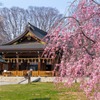 松本護国神社の桜（１）