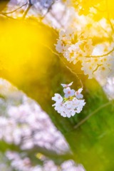 小川の桜（７）