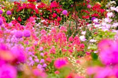 中野市バラ祭り（５）