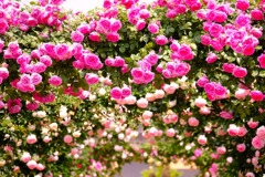 中野市バラ祭り（１）