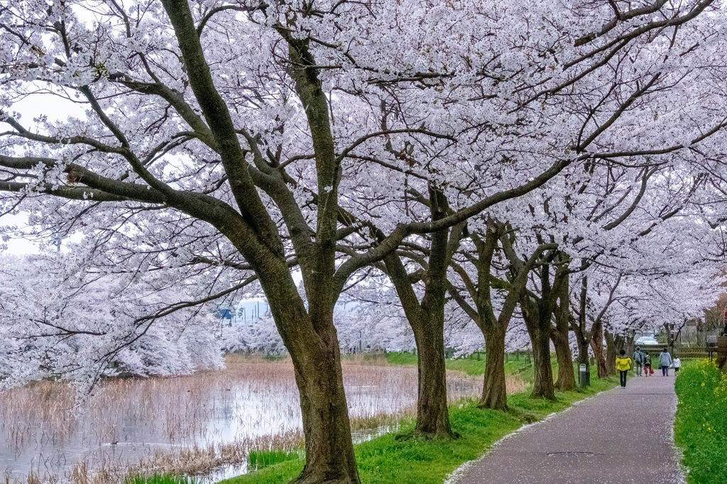 高田城と桜（２）