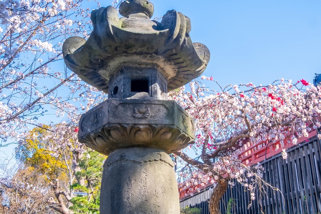 2020年東京の春（６）