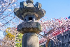 2020年東京の春（６）