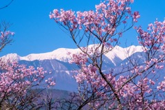 高遠の春（16）