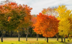 山中湖の紅葉（10）