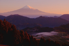 富士山と茶畑４