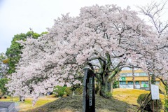 島田帯桜（１）