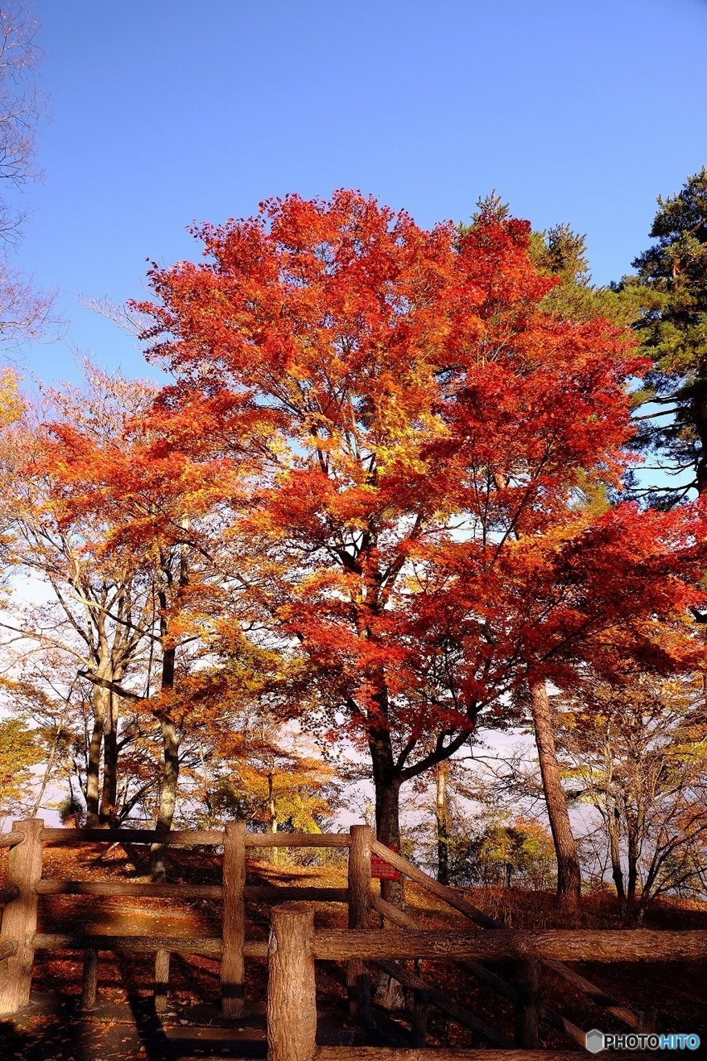 山中湖の紅葉２