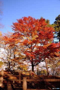 山中湖の紅葉２