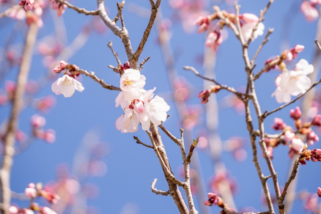 春の桜が池（５）