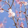 春の桜が池（５）