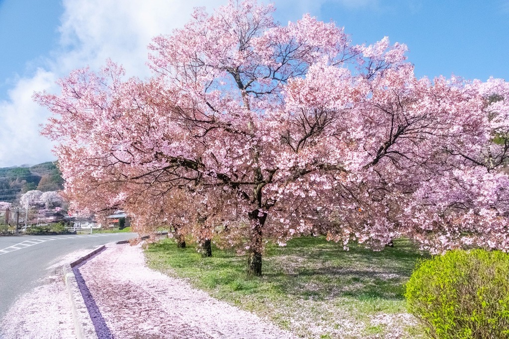 勝間薬師堂のしだれ桜（４）