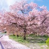 勝間薬師堂のしだれ桜（４）