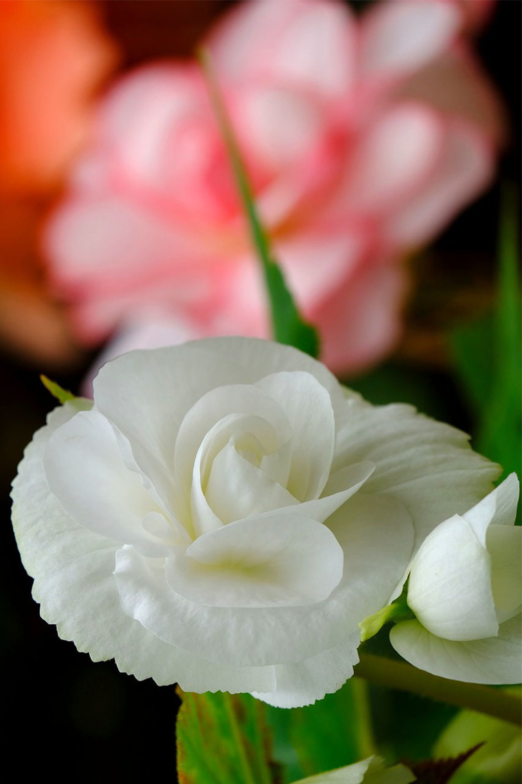 加茂荘花鳥園（16）