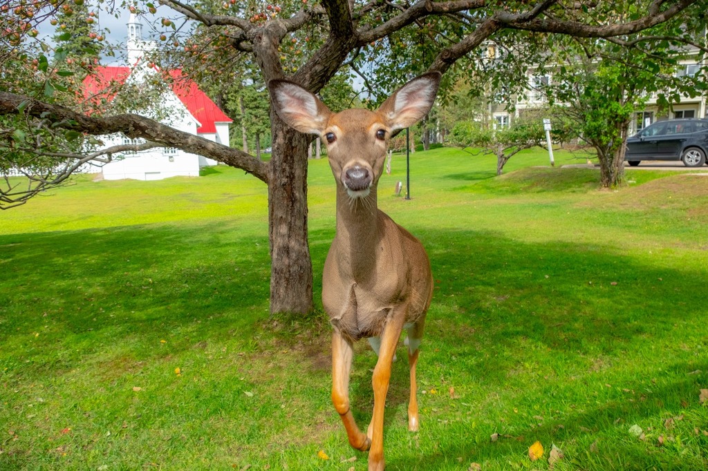 カナダの動物たち（22）