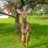 カナダの動物たち（22）