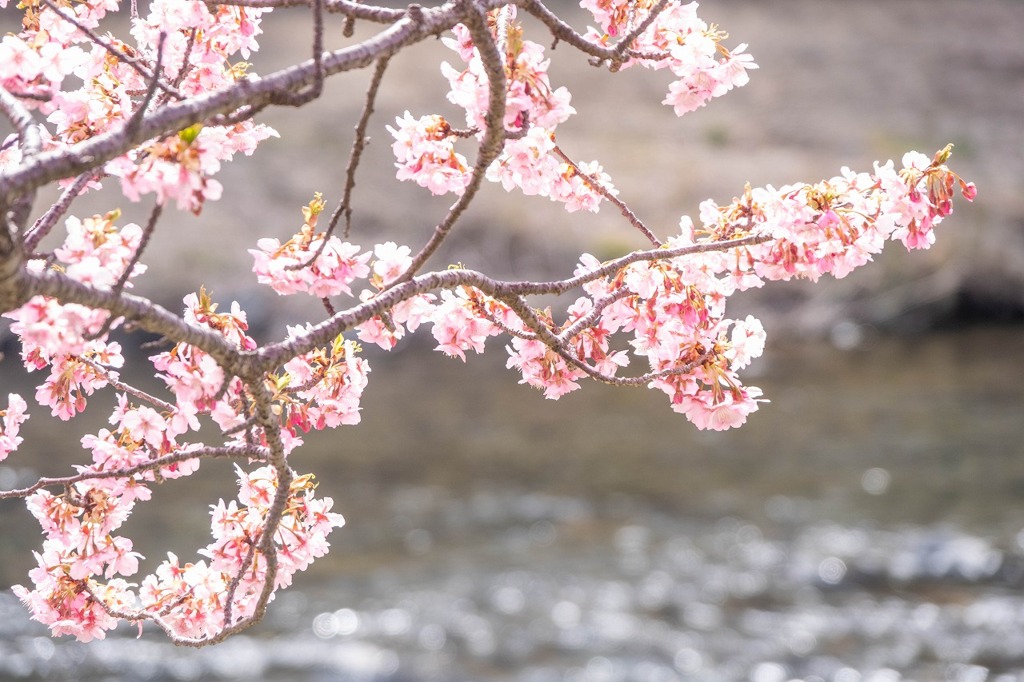 河津桜まつり（２）