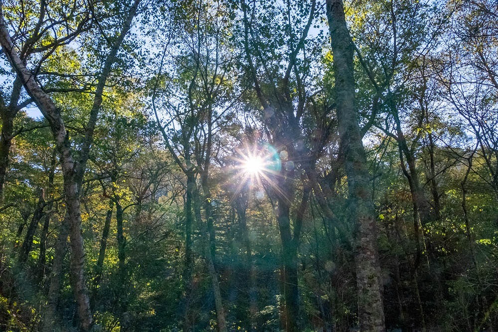 上高地の朝（６）