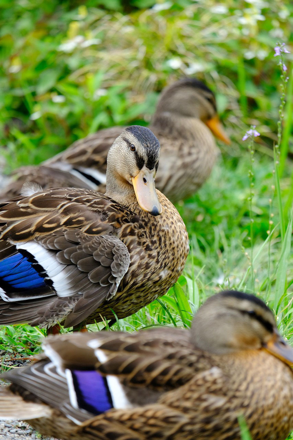加茂荘花鳥園（５）