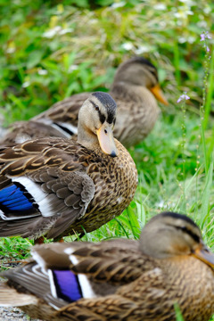 加茂荘花鳥園（５）