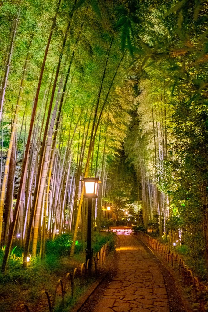 夜の竹林（１）