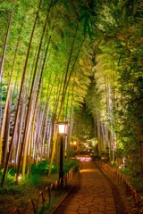 夜の竹林（１）