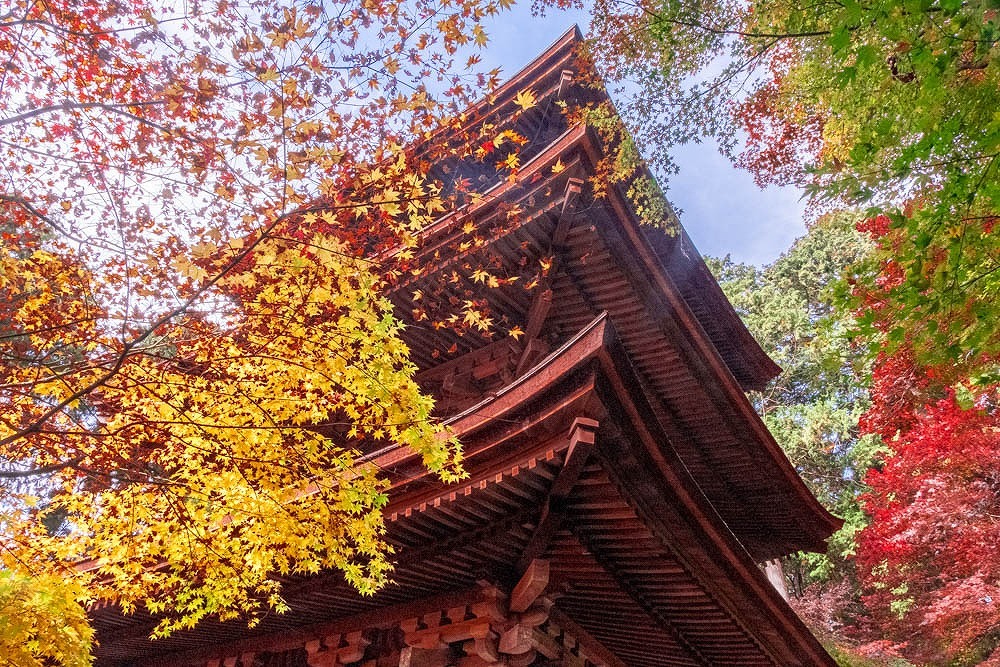 秋の湖東三山（15）